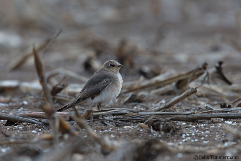 Black-winged Pratincole