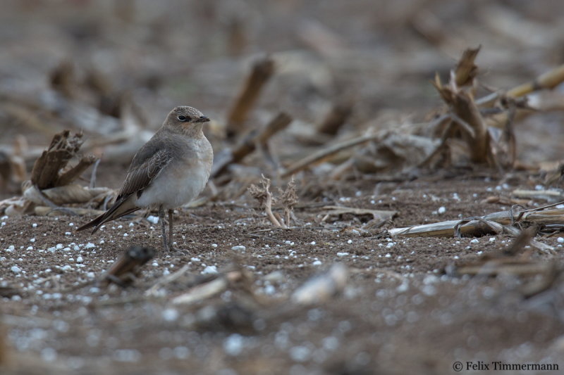 Black-winged Pratincole