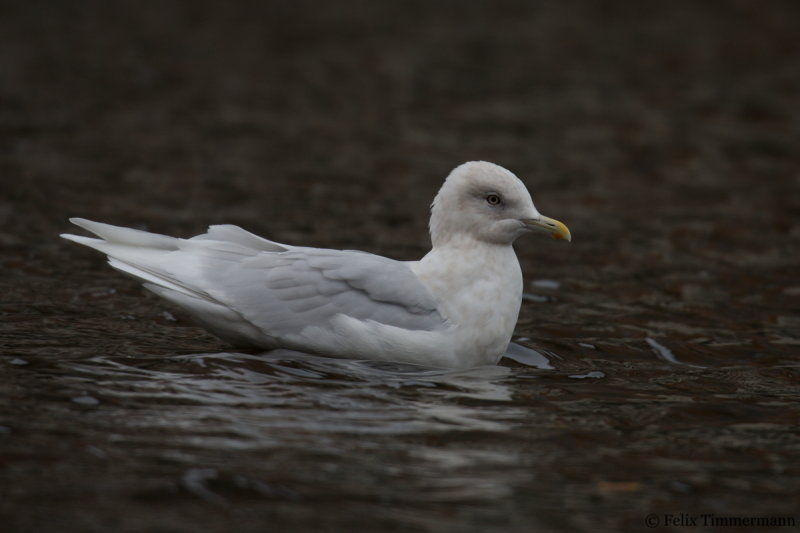 Iceland Gull