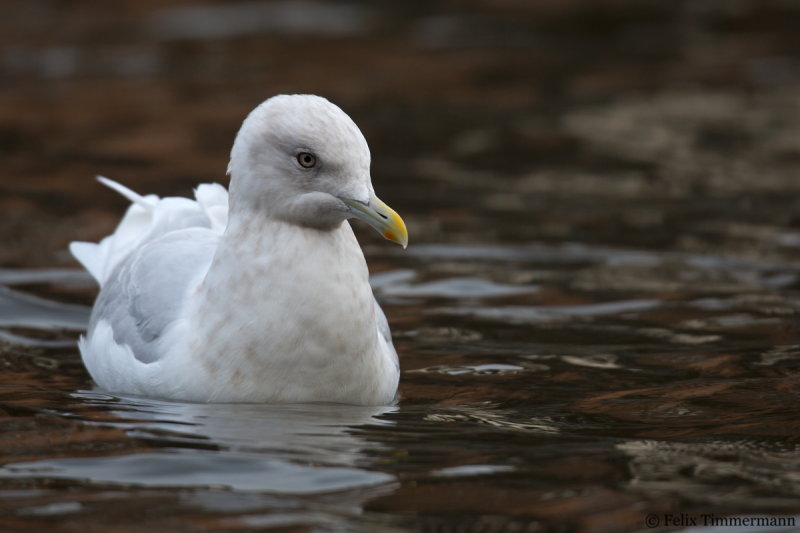 Iceland Gull