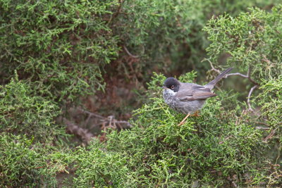 Cyprus Warbler
