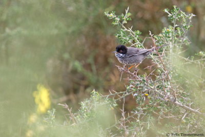 Cyprus Warbler