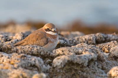 Greater Sand Plover