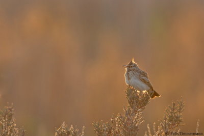 Crested Lark
