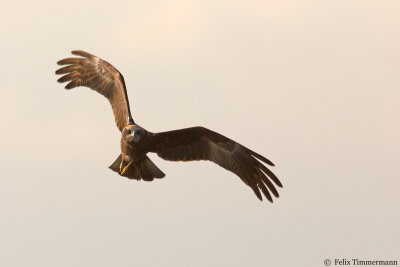 Marsh Harrier