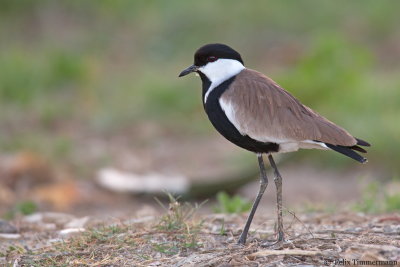 Spur-winged Plover