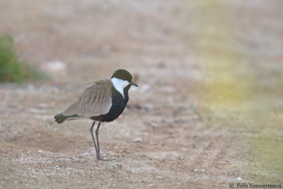 Spur-winged Plover