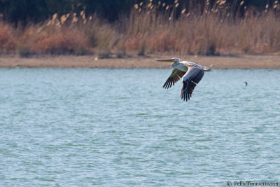 Great White Pelican