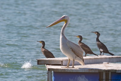 Great White Pelican