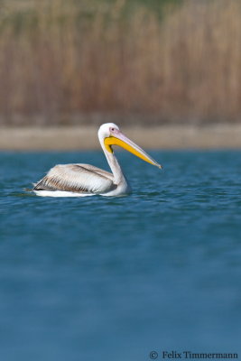 Great White Pelican
