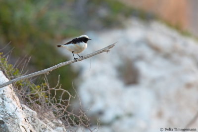 Finschs Wheatear