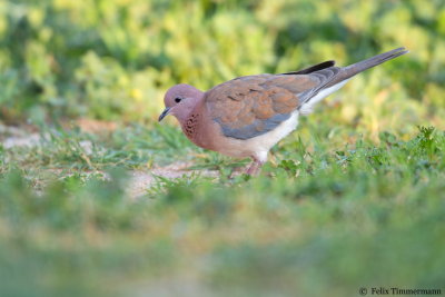 Laughing Dove