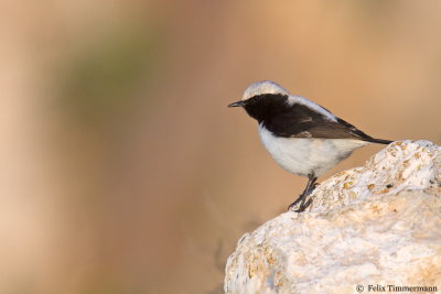 Finschs Wheatear