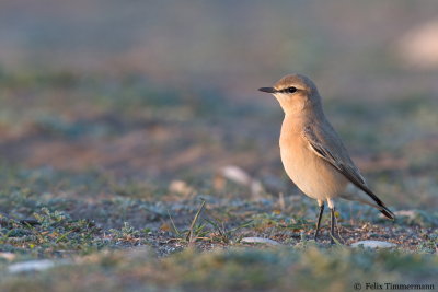 Isabelline Wheatear