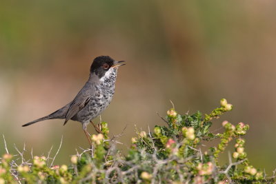 Cyprus Warbler