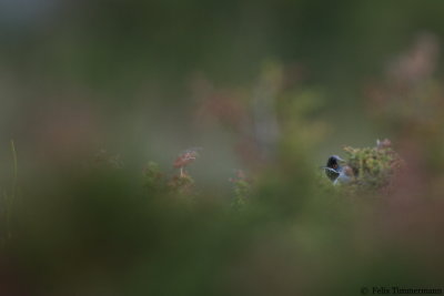 Ruppels Warbler