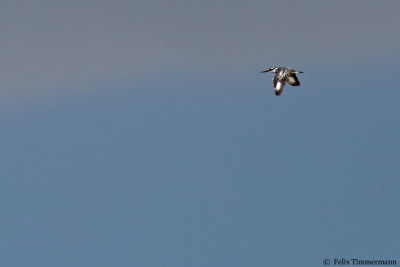 Pied Kingfisher