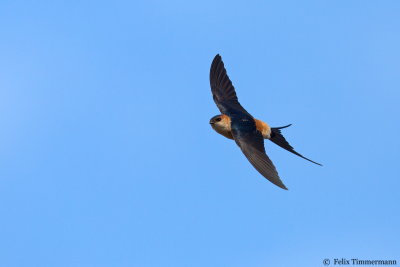 Red-rumped Swallow