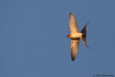 Red-rumped Swallow