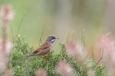 Spectacled Warbler