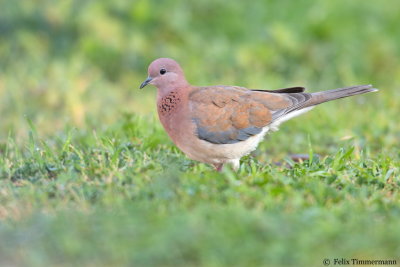 Laughing Dove