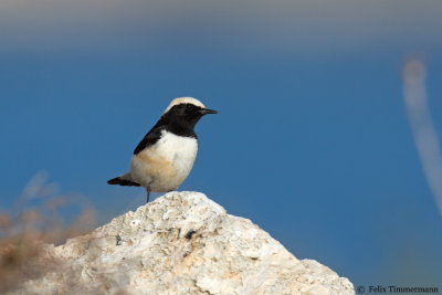 Finschs Wheatear