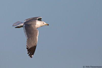 Armenian Gull