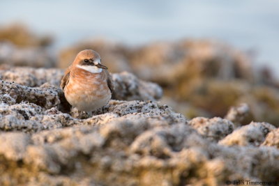 Greater Sand Plover