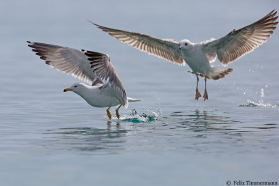 Armenian Gull