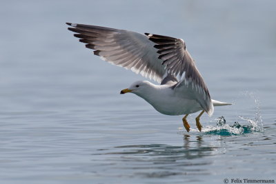 Armenian Gull