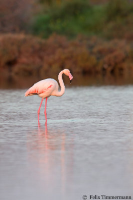 Flamingo