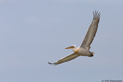 Dalmatian Pelican