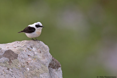 Eastern Black-eared Wheatear