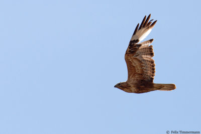 Long-legged Buzzard