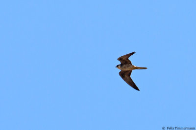 Eleonoras Falcon