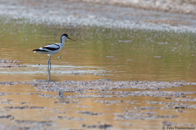 Pied Avocet