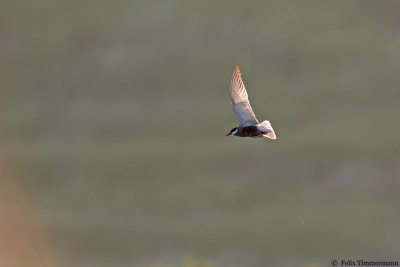 Whiskered Tern