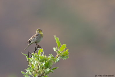 Cinereous Bunting