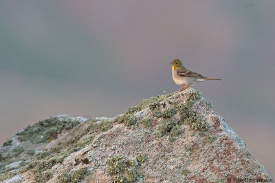 Cinereous Bunting