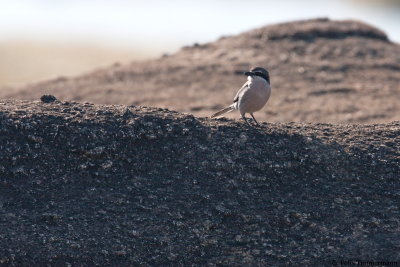 Iberian Grey shrike