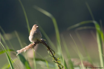 Common Rosefinch