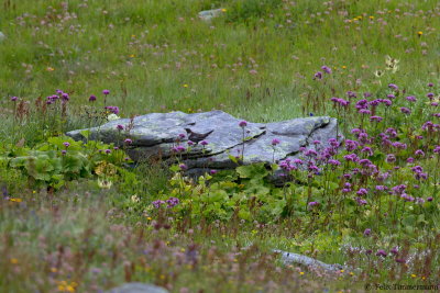 Ring Ouzel ssp. alpestris