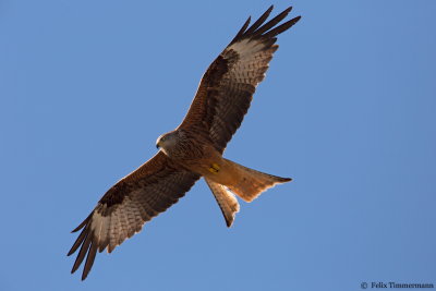 Red Kite
