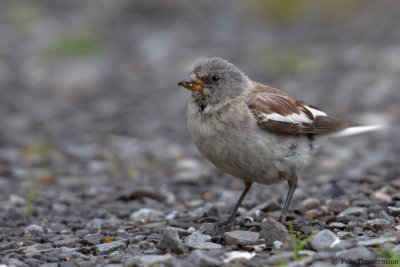 White-winged Snowfinch