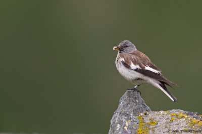 White-winged Snowfinch