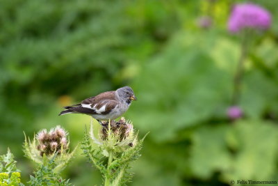 White-winged Snowfinch