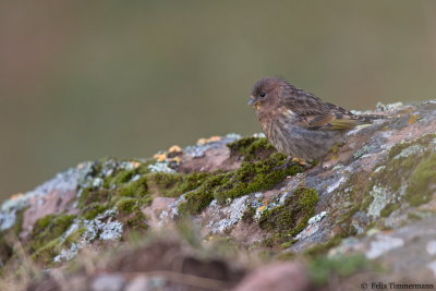 Red-fronted Serin