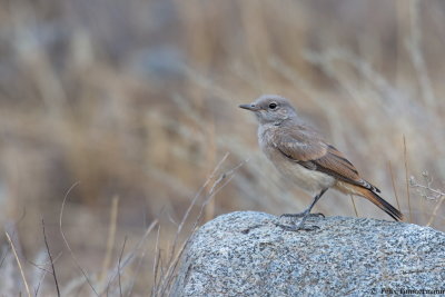 Red-tailed Wheatear