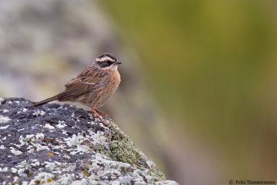 Raddes Accentor