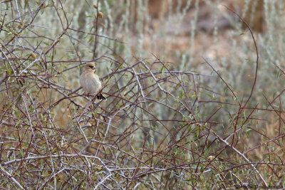 Desert Finch